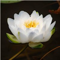 Initiation à la macrophotographie